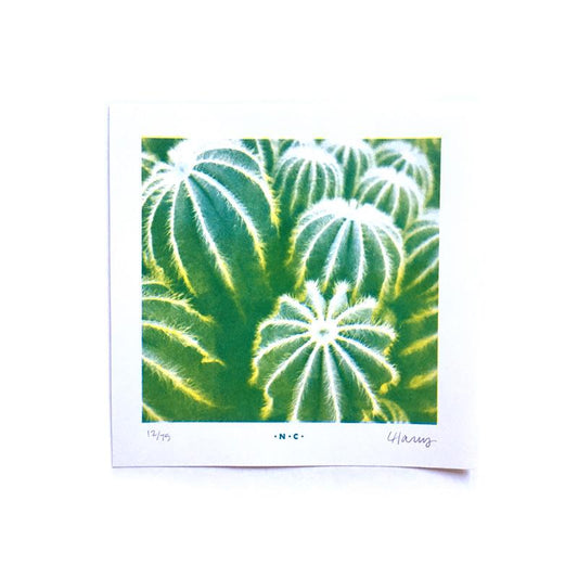 Parodia Magnifica Cacti Half-tone Risograph Print - Next Chapter Studio